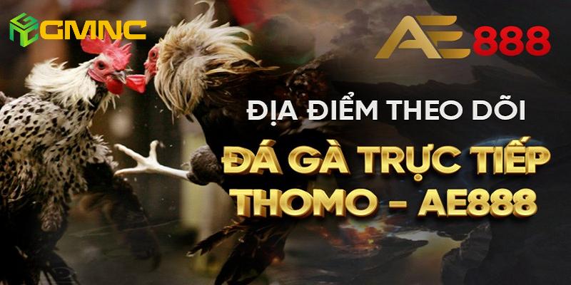 AE888 - trang nhà cái đá gà thomo được đánh giá rất cao AE888 - trang nhà cái đá gà thomo được đánh giá rất cao