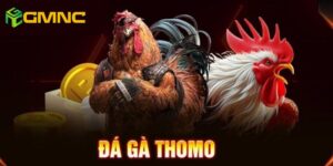 Khái niệm về đá gà thomo